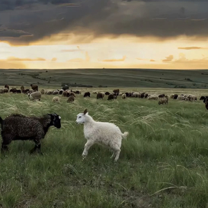 自慰喷水亚洲网站
