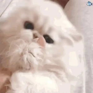 三级片国产在线观看
