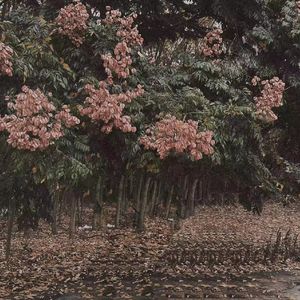 黑巨人大战侏儒女欧洲美女与动物交配视频
